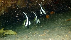 Heniochus diphreutes