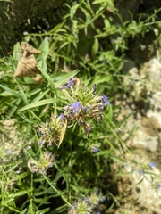 Palmerella debilis serrata