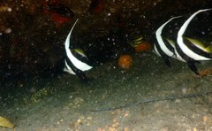 Heniochus diphreutes