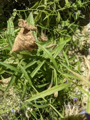 Palmerella debilis serrata