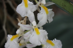 Rodriguezia bracteata