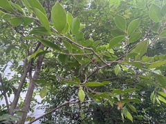 Aquilaria sinensis