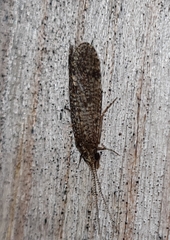 Ecnomidae