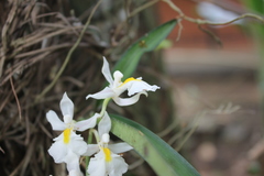 Rodriguezia bracteata