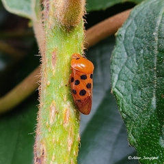 Cosmoscarta septempunctata