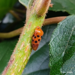 Cosmoscarta septempunctata