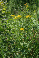 Senecio sarracenicus