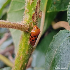 Cosmoscarta septempunctata
