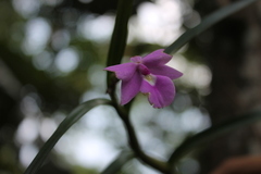 Dimerandra emarginata