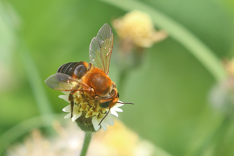 Megachile dimidiata