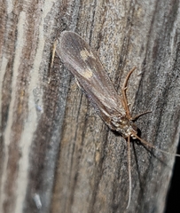 Neureclipsis bimaculata
