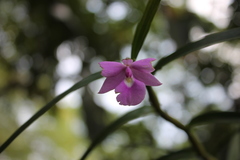 Dimerandra emarginata