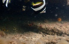 Heniochus diphreutes