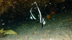 Heniochus diphreutes