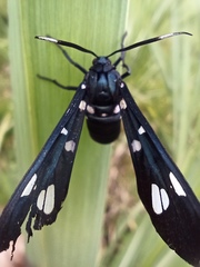Syntomeida syntomoides