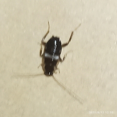 Planuncus tingitanus