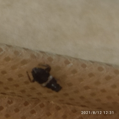 Planuncus tingitanus
