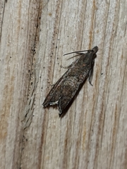 Dichrorampha simpliciana