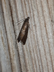 Dichrorampha simpliciana