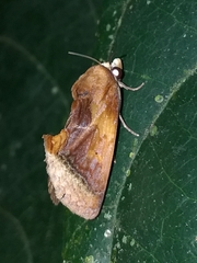 Gonodonta nitidimacula