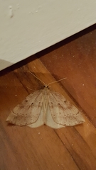 Thallophaga hyperborea