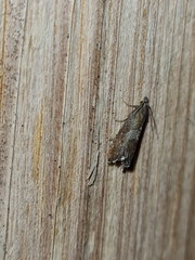 Dichrorampha simpliciana