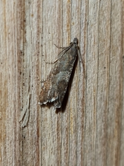 Dichrorampha simpliciana