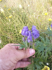 Aconitum maximum