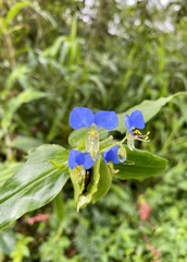 Commelina obliqua