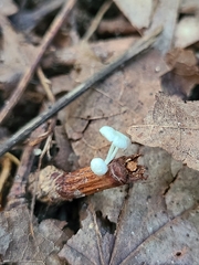 Marasmiellus rhizomorphigenus