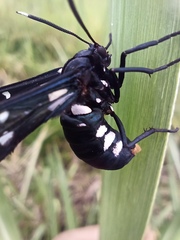 Syntomeida syntomoides