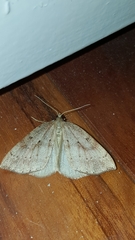 Thallophaga hyperborea