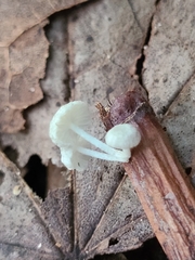 Marasmiellus rhizomorphigenus