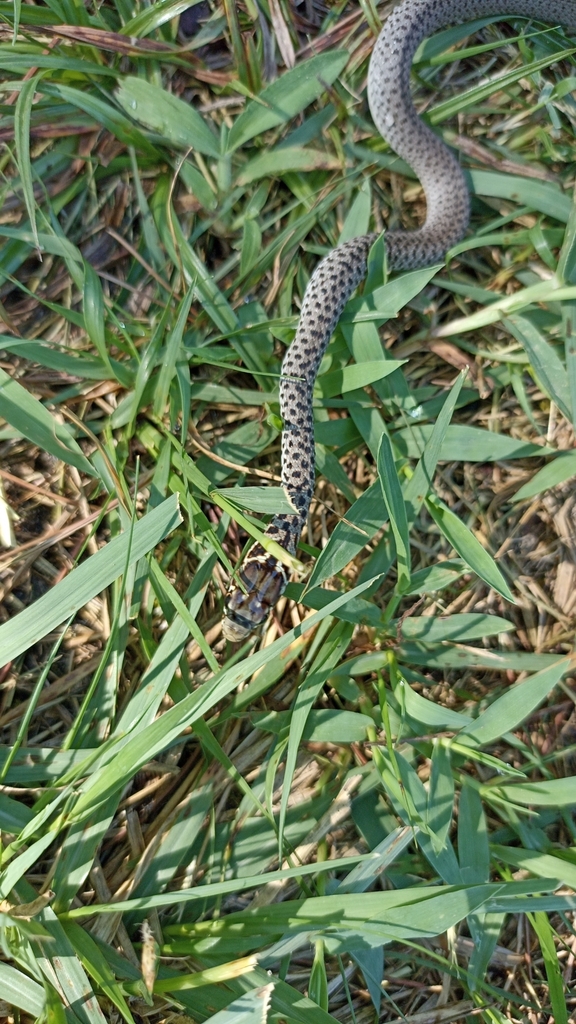 Balkan Whip Snake From Visitor Center - Qendra E Vizitoreve, Divjake 