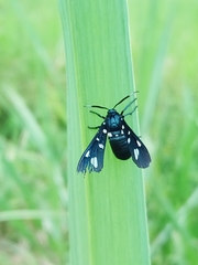 Syntomeida syntomoides