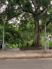 Sus scrofa moupinensis