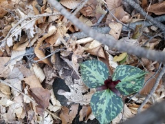 Trillium cuneatum