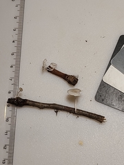 Marasmiellus rhizomorphigenus