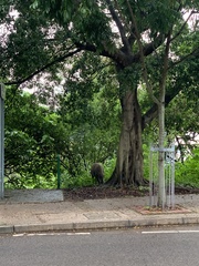 Sus scrofa moupinensis