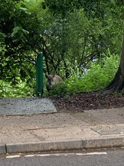 Sus scrofa moupinensis