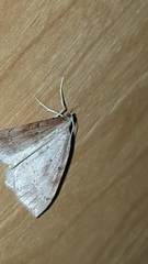 Thallophaga hyperborea