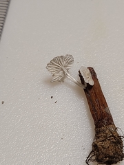 Marasmiellus rhizomorphigenus