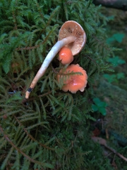 Pyrrhulomyces astragalinus