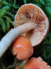 Pyrrhulomyces astragalinus