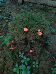 Pyrrhulomyces astragalinus