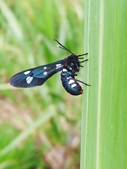 Syntomeida syntomoides