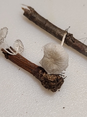 Marasmiellus rhizomorphigenus