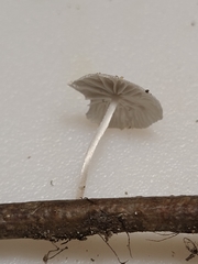 Marasmiellus rhizomorphigenus