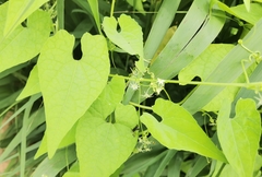 Actinostemma tenerum