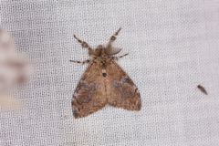 Orgyia papuana